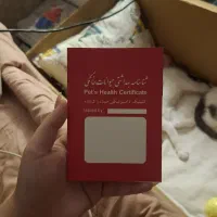 واگذاری گربه DSH|گربه|رشت, شهرک قدس|دیوار