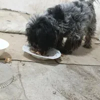 دو عدد  سگ شیتزو مادر و پسر همزمان واگذار میشود