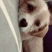 توله سگ اشپیتز تریر|سگ|رشت, خرسندی|دیوار