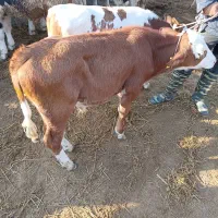خرید و فروش انواع گوساله وگاو
