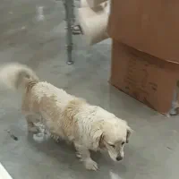 پاکوتاه پامرین اشپیتز