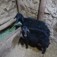 شیشک با بره نر