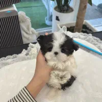 مالتیپو عروسکی 7500|سگ|تهران, جنت‌آباد مرکزی|دیوار