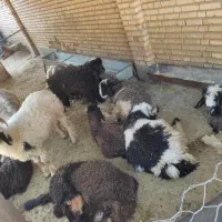 بره و بیگ شیری|حیوانات مزرعه|گتوند, |دیوار