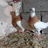 کفتر طوقی و عرب|پرنده|بکتاش, |دیوار