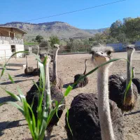 فروش شترمرغ زنده پروار قپان