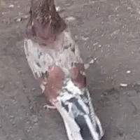 پیس سرور کفتر پرشی