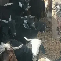 فروش بز غاله نر وماده|حیوانات مزرعه|کرمان, |دیوار