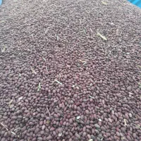 ۱تن لوبیاقرمز