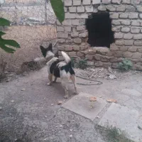 واگزاری پاکوتا نگهبان