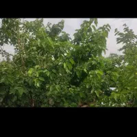 باغ ویلا امده گنبدواز نوچاه