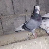 این کبوتر ها بفروش می‌رسد هر کدوم 700تومان