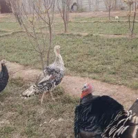 فروش بوقلمون(فوری فوری)