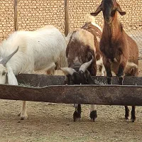 دبر داشتی و کهره نر آلپاین|حیوانات مزرعه|رونیز, |دیوار