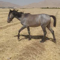 کر اسب یک ساله نژاد دار