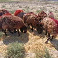 ۲۰ دانه میش جوان و کاور وتقلی افشاری آوستن|حیوانات مزرعه|تایباد, |دیوار