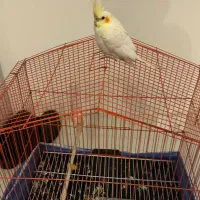 عروس هلندی