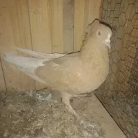 کبوتر رنگی طوقی سرور سینه ای کلدم پشدار|پرنده|قم, شهرک مهدیه (مدرس)|دیوار