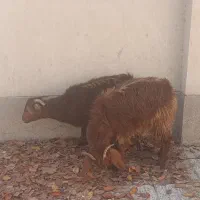 بزغاله علفخور