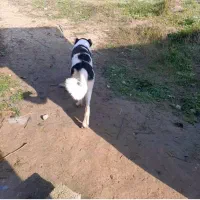 واگذری سگ نر قهدر جون و کانگال رایگان|سگ|قائم‌شهر, |دیوار