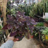 گل و گیاه آپارتمانی حسن یوسف