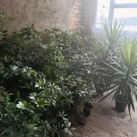 گل شفلر پنج انگشتی