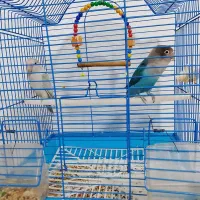 طوطی برزیلی