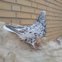 کفتر ماده دم سفید