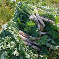 ترب سفید محلی|خوردنی و آشامیدنی|زرگرشهر, |دیوار