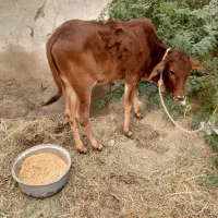 یه عدد گاو باگوساله ماده شش ماهه ماده