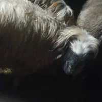 شیشک ترکی سالم سرحال دوماه برخورده|حیوانات مزرعه|گتوند, |دیوار