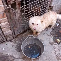 سگ ماده مولد ترییر