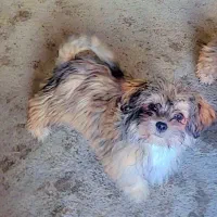 شیتزوباشناسنامه وواکسن زده بهمراه بچه دوماهه