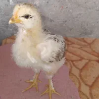 جوجه گردن لخت پاپرومعمولی