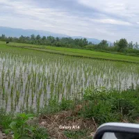 برنج هاشمی استانه اشرفیه|خوردنی و آشامیدنی|قم, پاسدار|دیوار