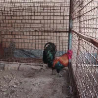 مرغ و خروس گلین