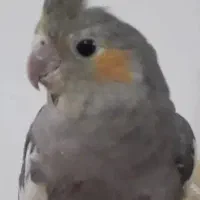 مرغ عشق و عروس هلندی|پرنده|بروجرد, |دیوار