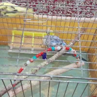 مرغ عشق|پرنده|اسدآباد, |دیوار