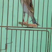 سهره قناری چونه سفید