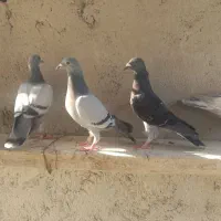 کبوتر|پرنده|شبانکاره, |دیوار