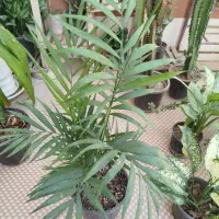 گل های آپارتمانی شاداب و مناسب|گل و گیاه طبیعی|برازجان, |دیوار