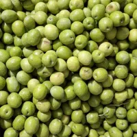 فروش زیتون سبز . سرندشده/ شکسته و ماری|خوردنی و آشامیدنی|رشت, توشیبا|دیوار