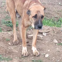 سگ شیتزو پیدا شده