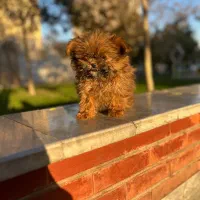 پودل کراس بمب مو عروسکی جیبی|سگ|مشهد, وکیل‌آباد|دیوار