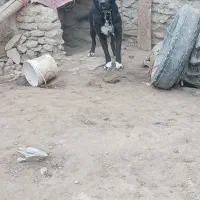 سگ گله|سگ|ساروق, |دیوار