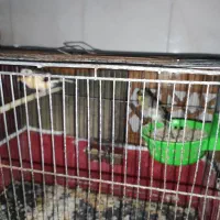 قناری جفت مولد