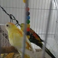 یک جفت طوطی آواز خوان مولد۶۵۰۰۰۰۰