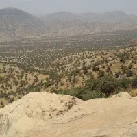 نیازمند یک چوپون گاو