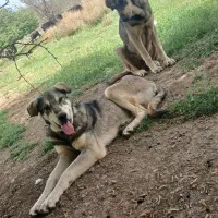 توله عراقی ۱۵ماهه|حیوانات|نقده, |دیوار