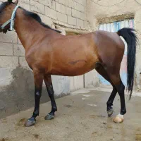 مادیون|اسب و تجهیزات اسب‌سواری|میاندوآب, |دیوار